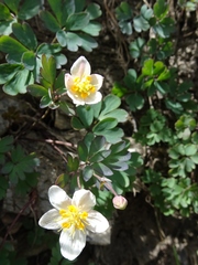 Isopyrum anemonoides