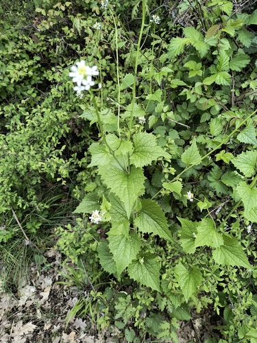 garlic mustard