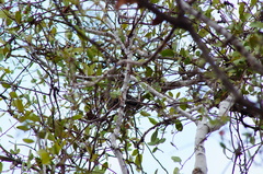 Melanerpes chrysogenys