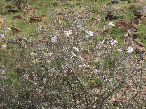 Catophractes alexandri, photograph 6