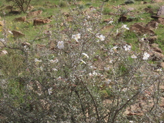Catophractes alexandri, photograph author not stated, no rights reserved