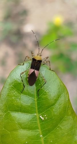 Hypselonotus fulvus