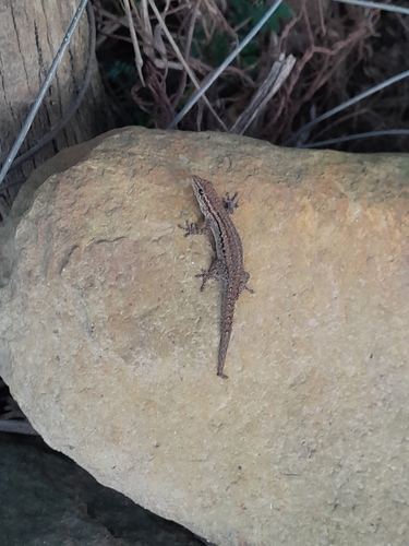 Common Dwarf Gecko