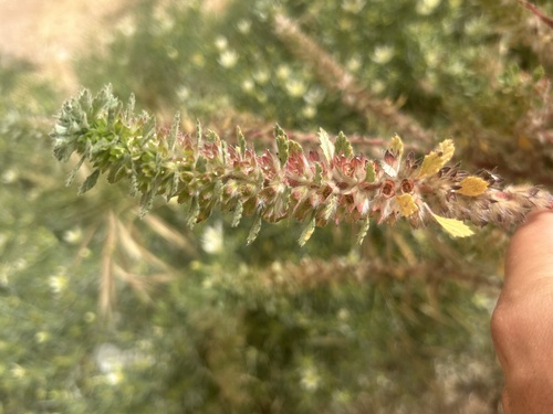 Desert Nettle