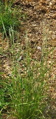 Lolium perenne perenne