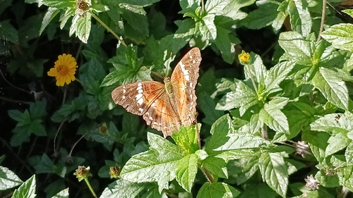 Anartia amathea roeselia