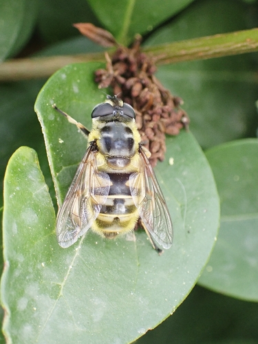Yellow-haired Sun Fly
