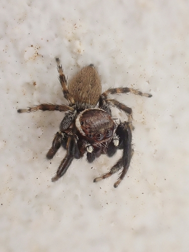 Mediterranean white-banded spider