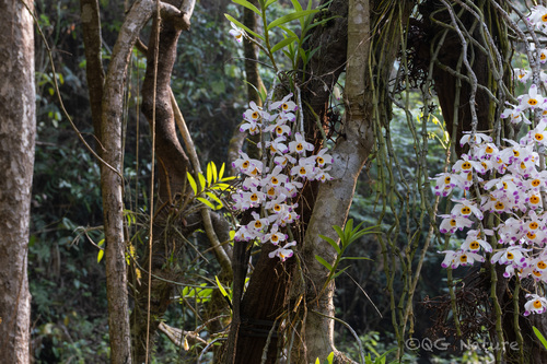 Dendrobium wardianum, photograph 2