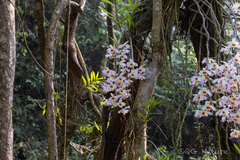 (c) Wang.QG, some rights reserved (CC BY) Dendrobium wardianum, photograph (c) Wang.QG, some rights reserved (CC BY)