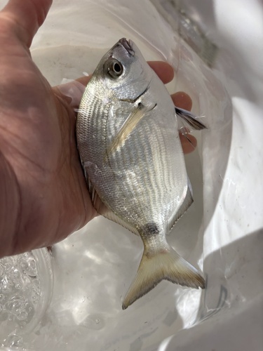 Diplodus sargus