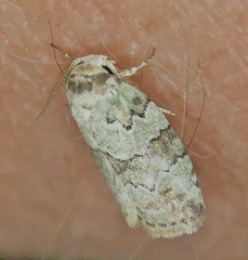 Afrida ydatodes