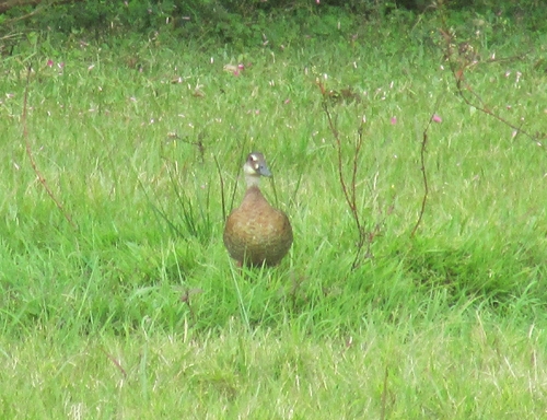 Brazilian Teal