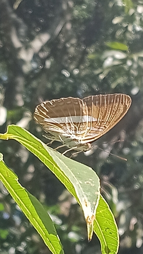 Adelpha cytherea aea
