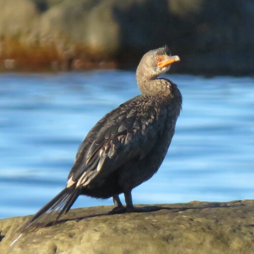 iNaturalist: (c) Dennis Laidler, some rights reserved (CC BY-NC), uploaded by Dennis Laidler iNaturalist image