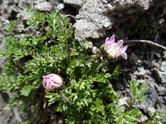 Allardia