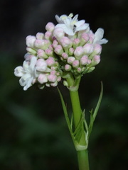 Valeriana italica