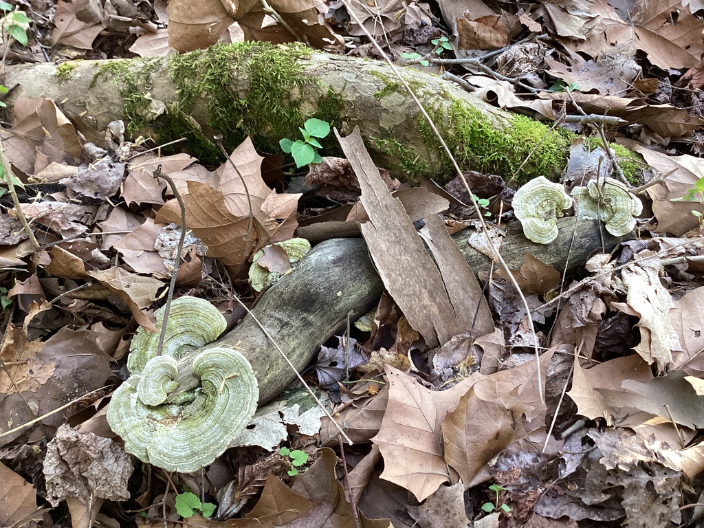 Trametes betulina · April 2026 · photo: © jillone (iNaturalist, cc0)