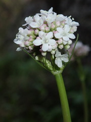 Valeriana italica