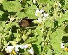 Solanum tweedianum