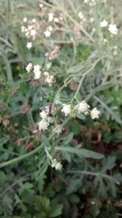 Parthenium bipinnatifidum