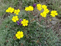 Potentilla hololeuca