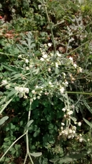 Parthenium bipinnatifidum