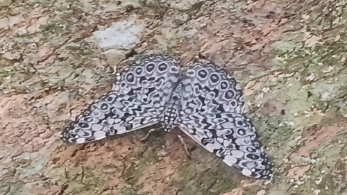 Hamadryas feronia feronia