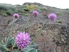 Allium carolinianum