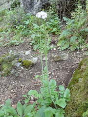 Valeriana italica