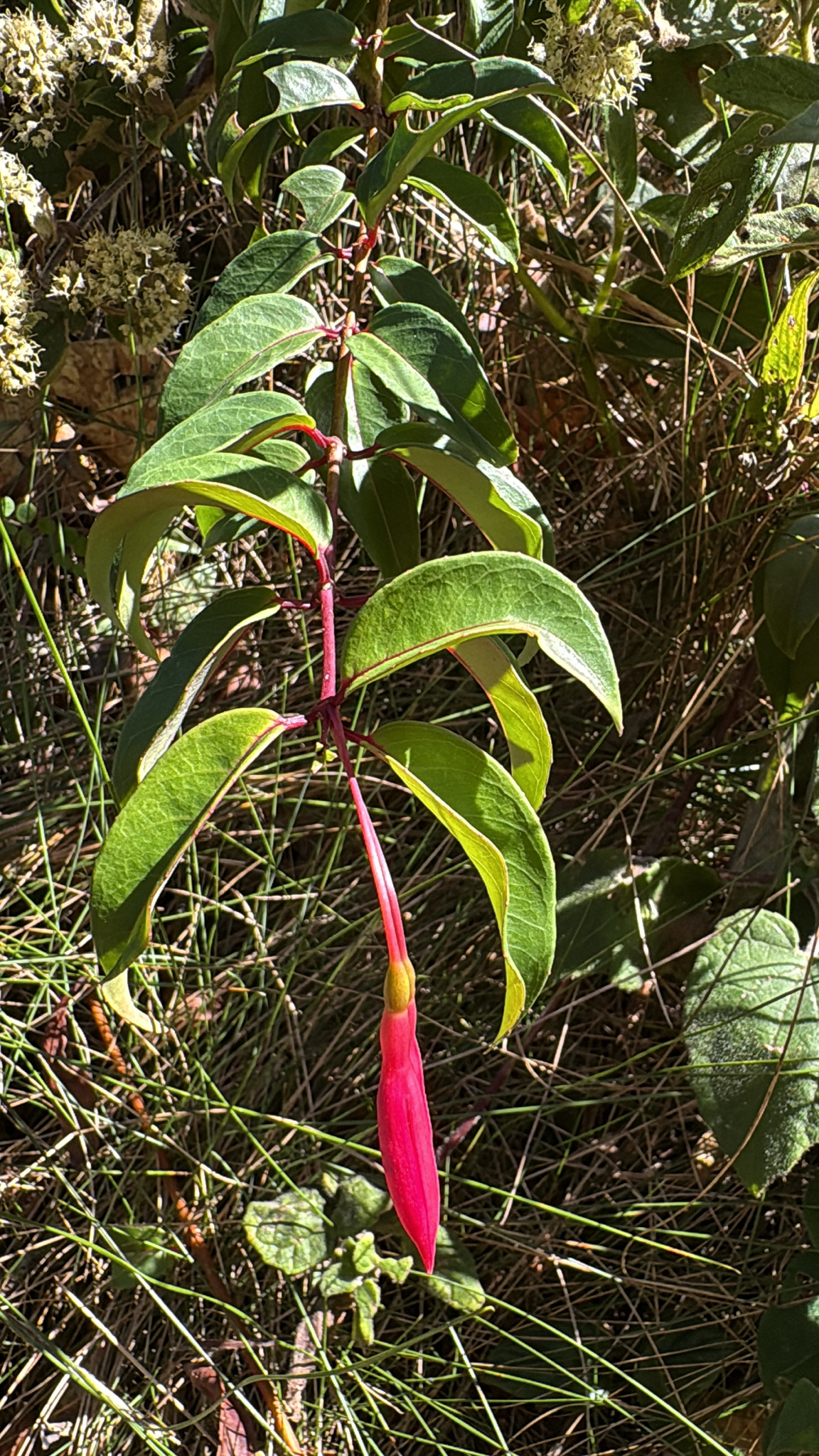 Fuchsia regia