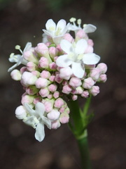 Valeriana italica