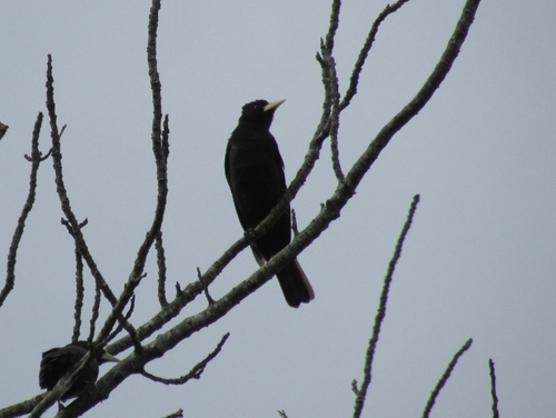 Red-rumped Cacique