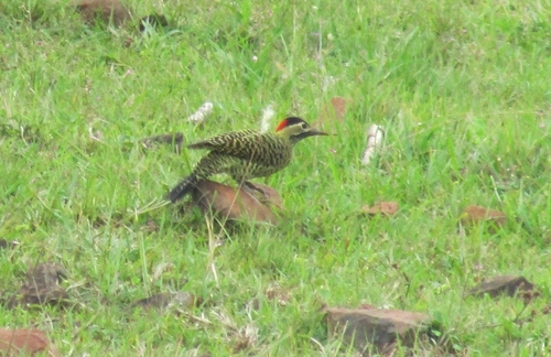 Green-barred Woodpecker