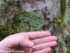 Menegazzia subsimilis