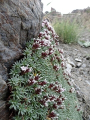 Acantholimon