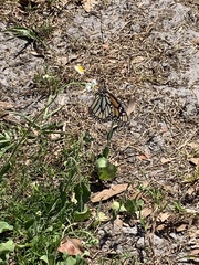 Danaus plexippus