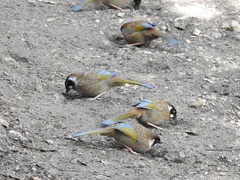 Trochalopteron affine