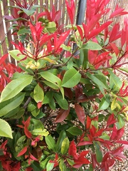 Photinia × fraseri
