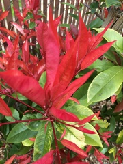 Photinia × fraseri
