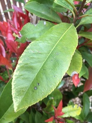 Photinia × fraseri
