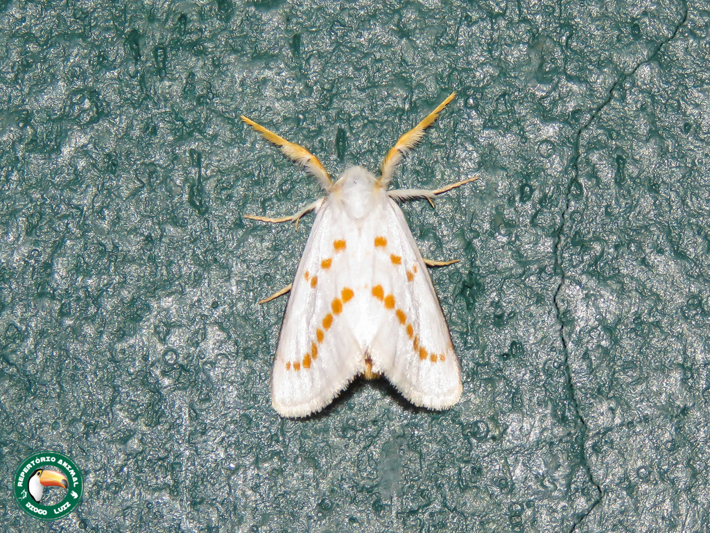 Lacipa impuncta