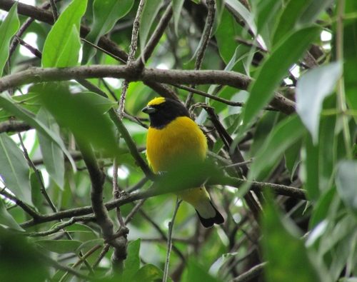 Purple-throated Euphonia