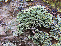 Menegazzia subsimilis