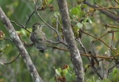 Phaeoptila sordida