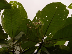 Saurauia