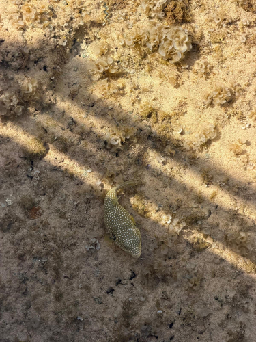Arothron hispidus