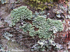 Menegazzia subsimilis