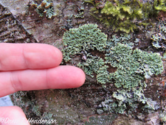 Menegazzia subsimilis