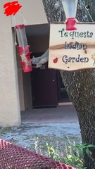 Sciurus carolinensis